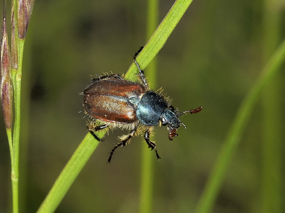 Rutelidae? no, Glaphyridae - Amphicoma abdominalis